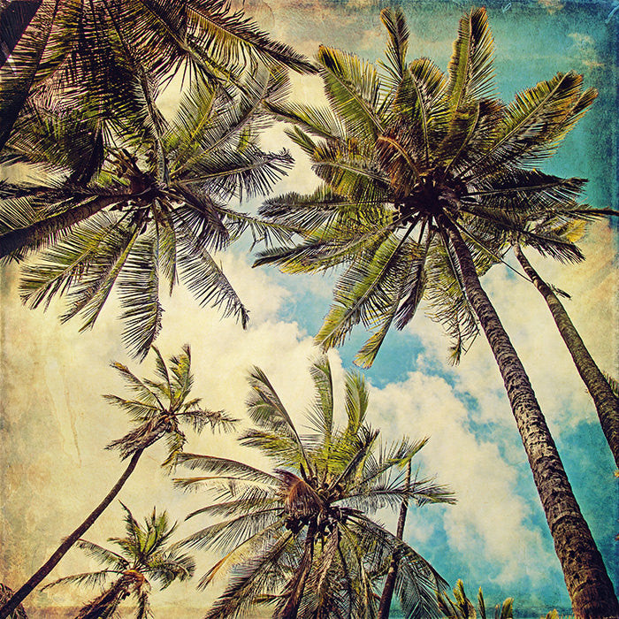 Kauai Island Palms | Fine Art Photography Print