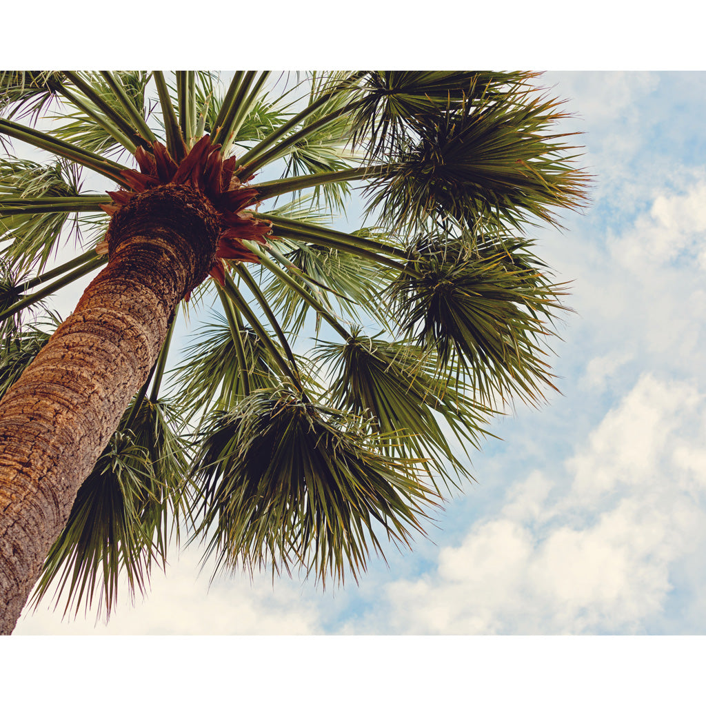 Monaco France Palm Tree Photograph 4x5