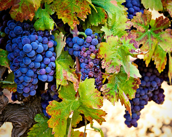 Wine_Country_4x5_b2434647-01c5