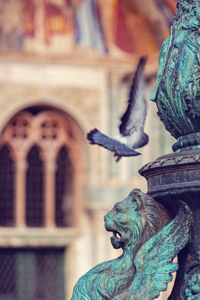 Wings At Piazza San Marco - Venice, Italy